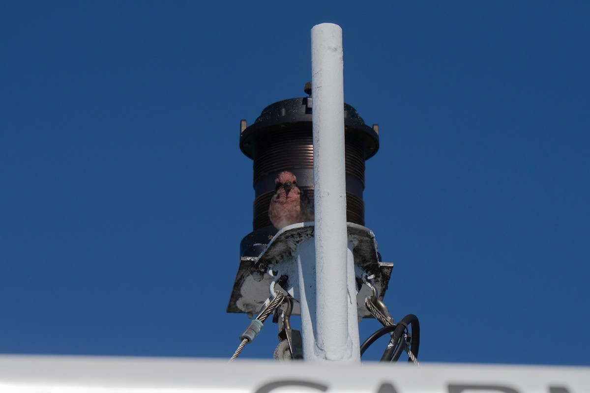 Purple Finch (Eastern) - ML644440237