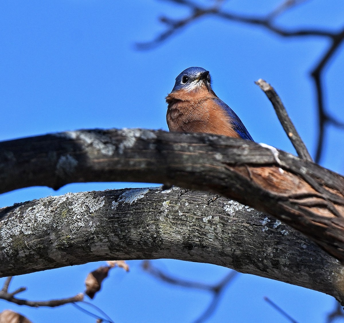 Eastern Bluebird - ML644440242