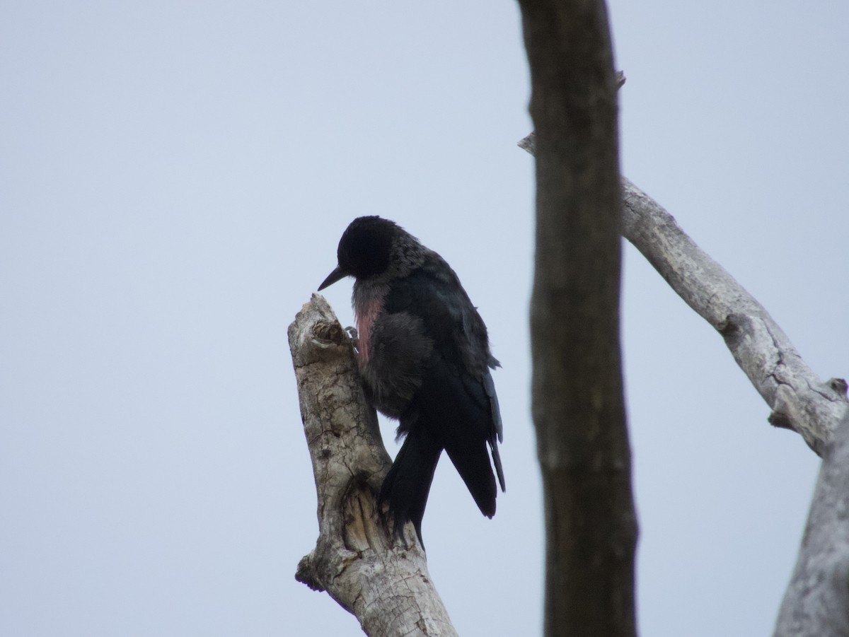 Blutgesichtspecht - ML644440243