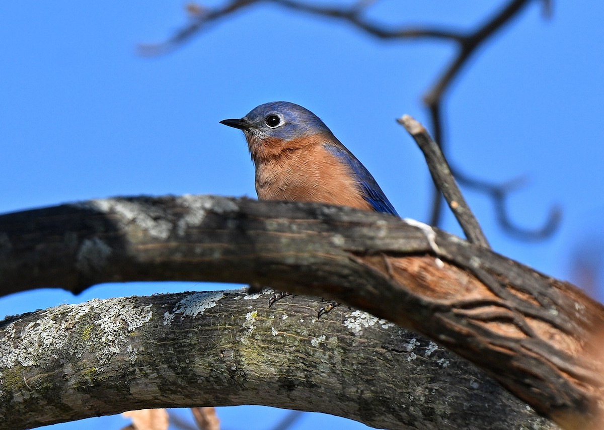 Eastern Bluebird - ML644440250