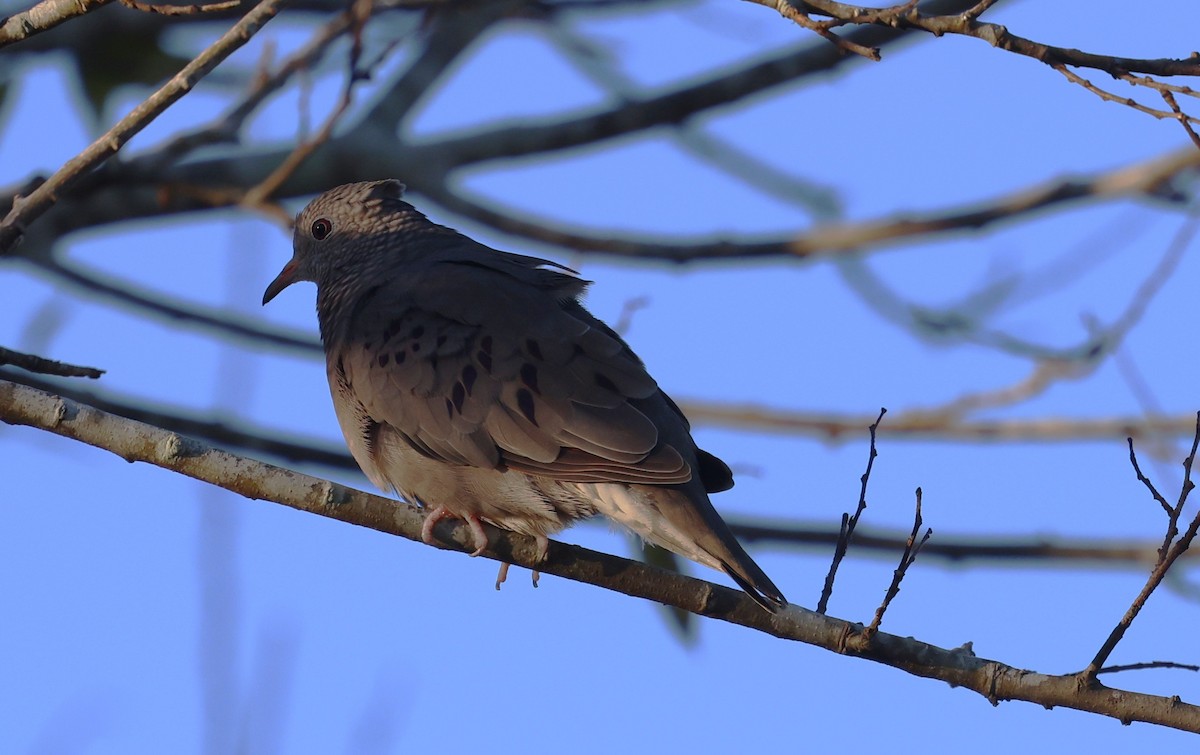 Common Ground Dove - ML644440252