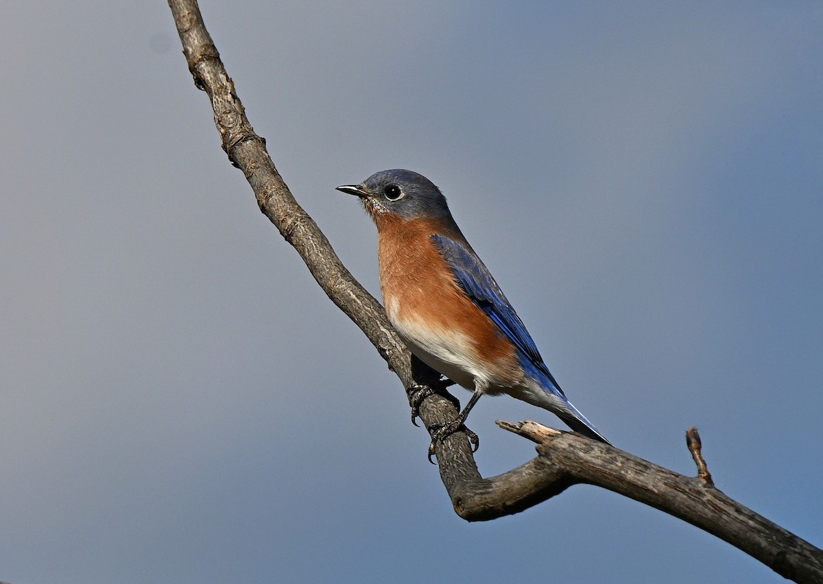 Eastern Bluebird - ML644440259