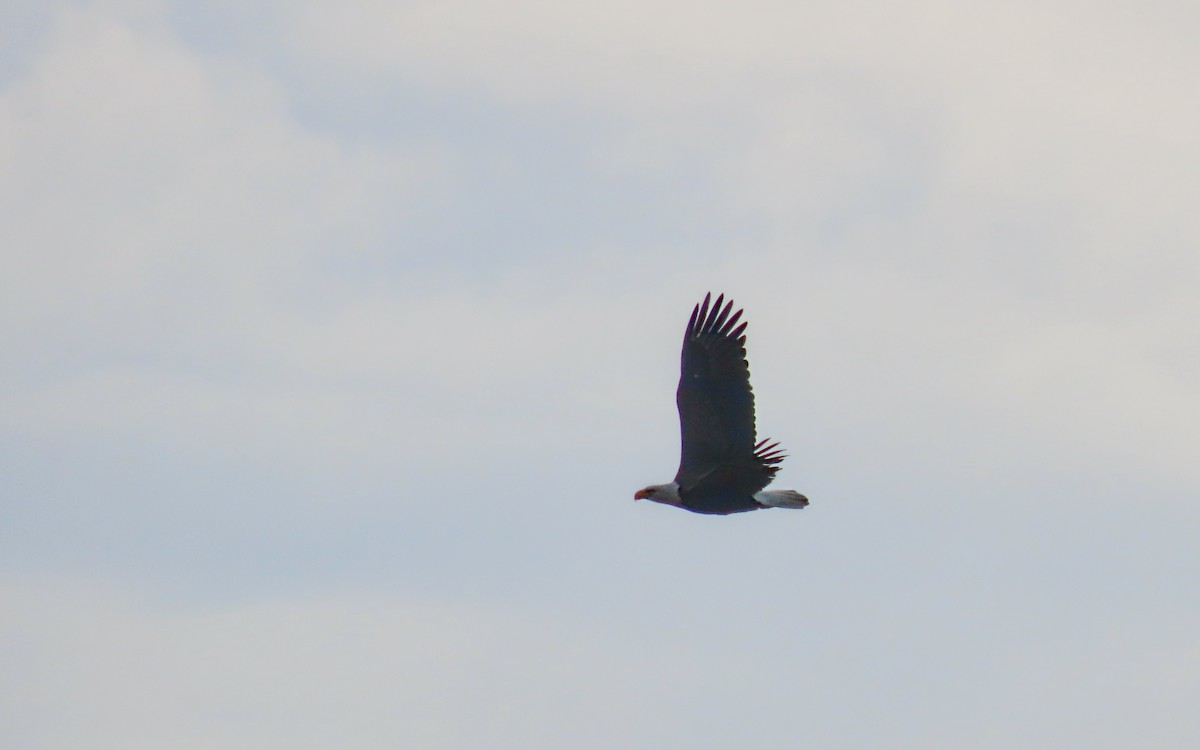 orel bělohlavý - ML644440273