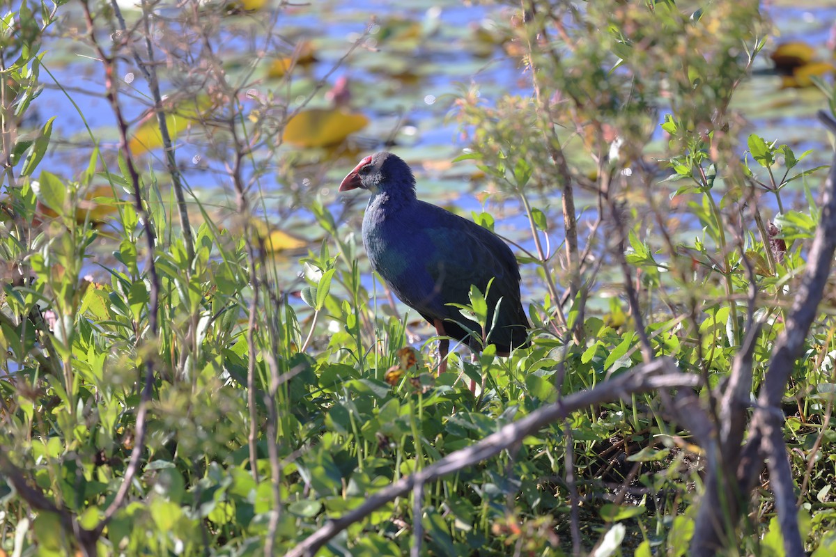 Uroilo urdin burugrisa - ML644440274