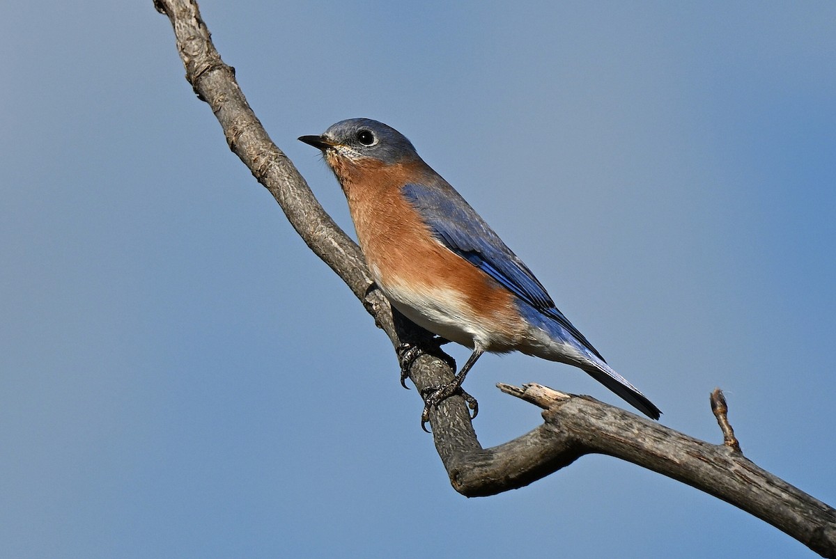 Eastern Bluebird - ML644440280