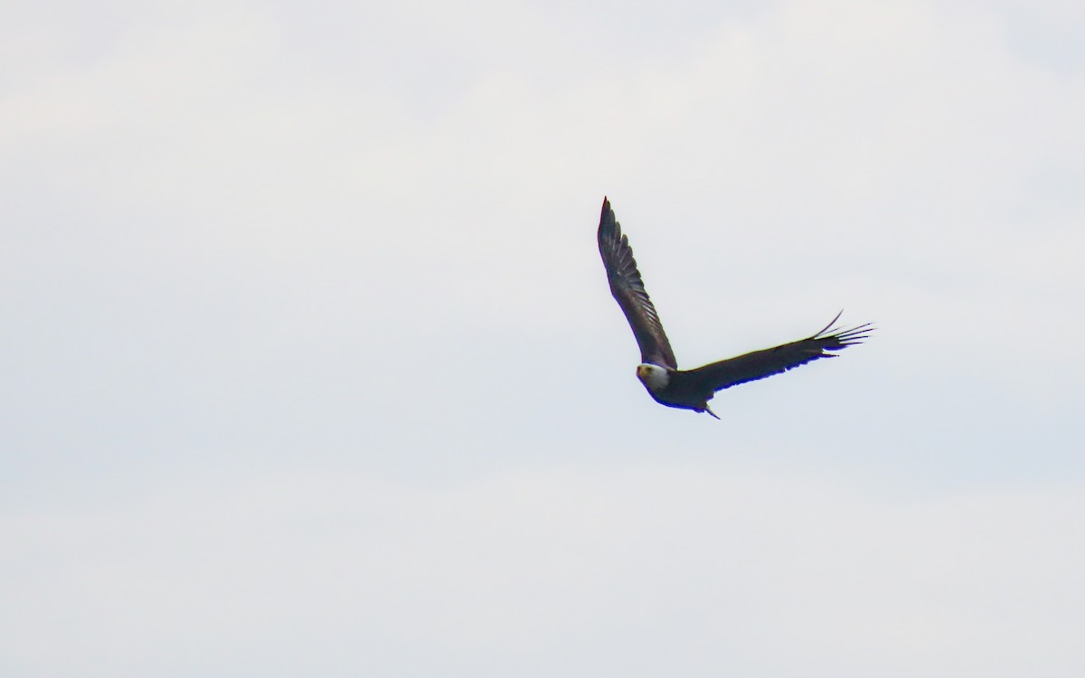 orel bělohlavý - ML644440285