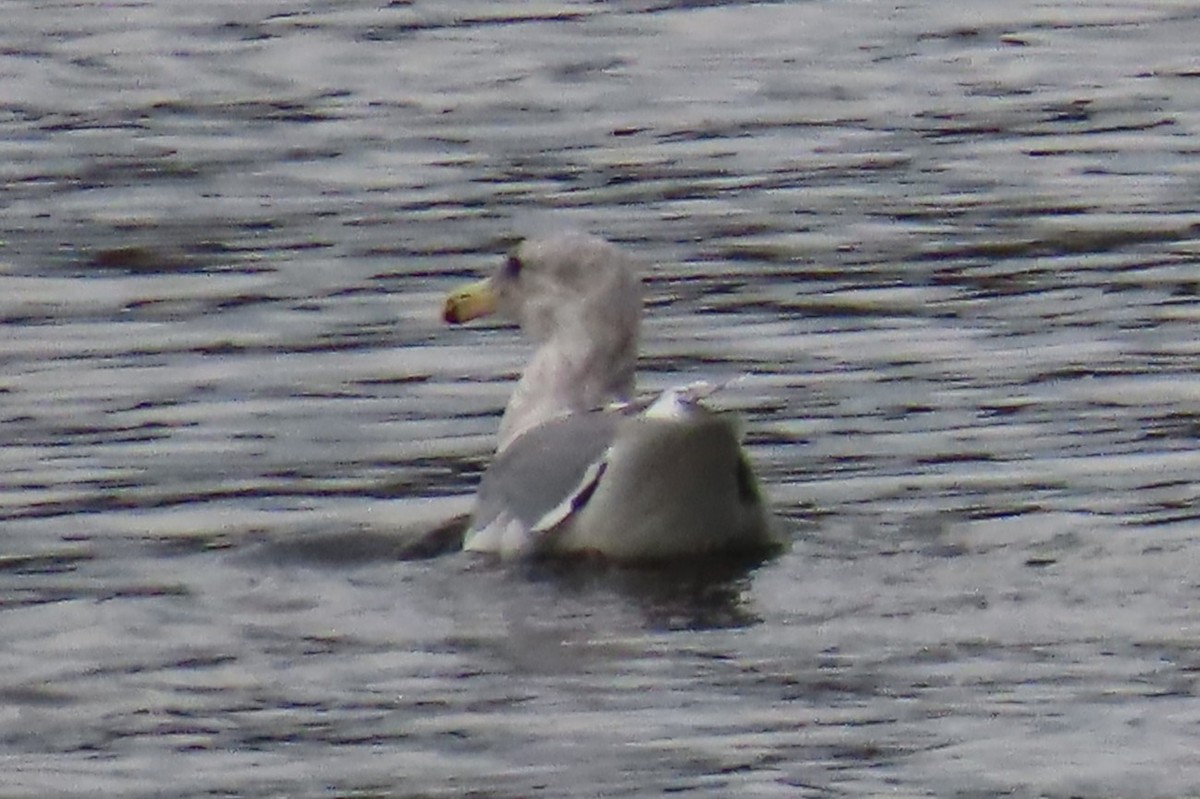 Glaucous-winged Gull - ML644440288