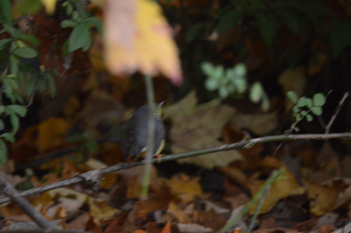 Canada Warbler - ML644440289