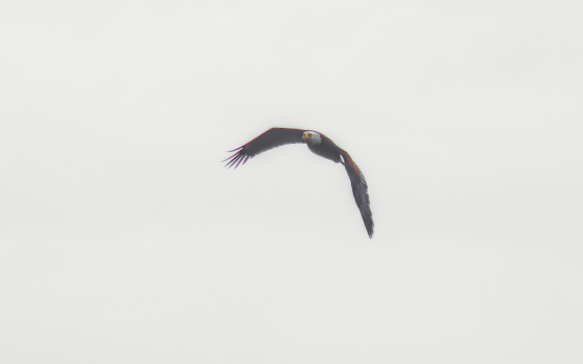 orel bělohlavý - ML644440290