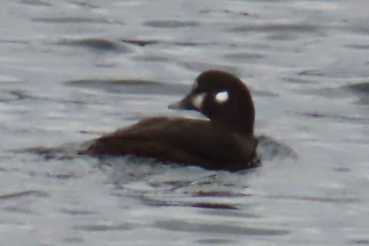 Harlequin Duck - ML644440294