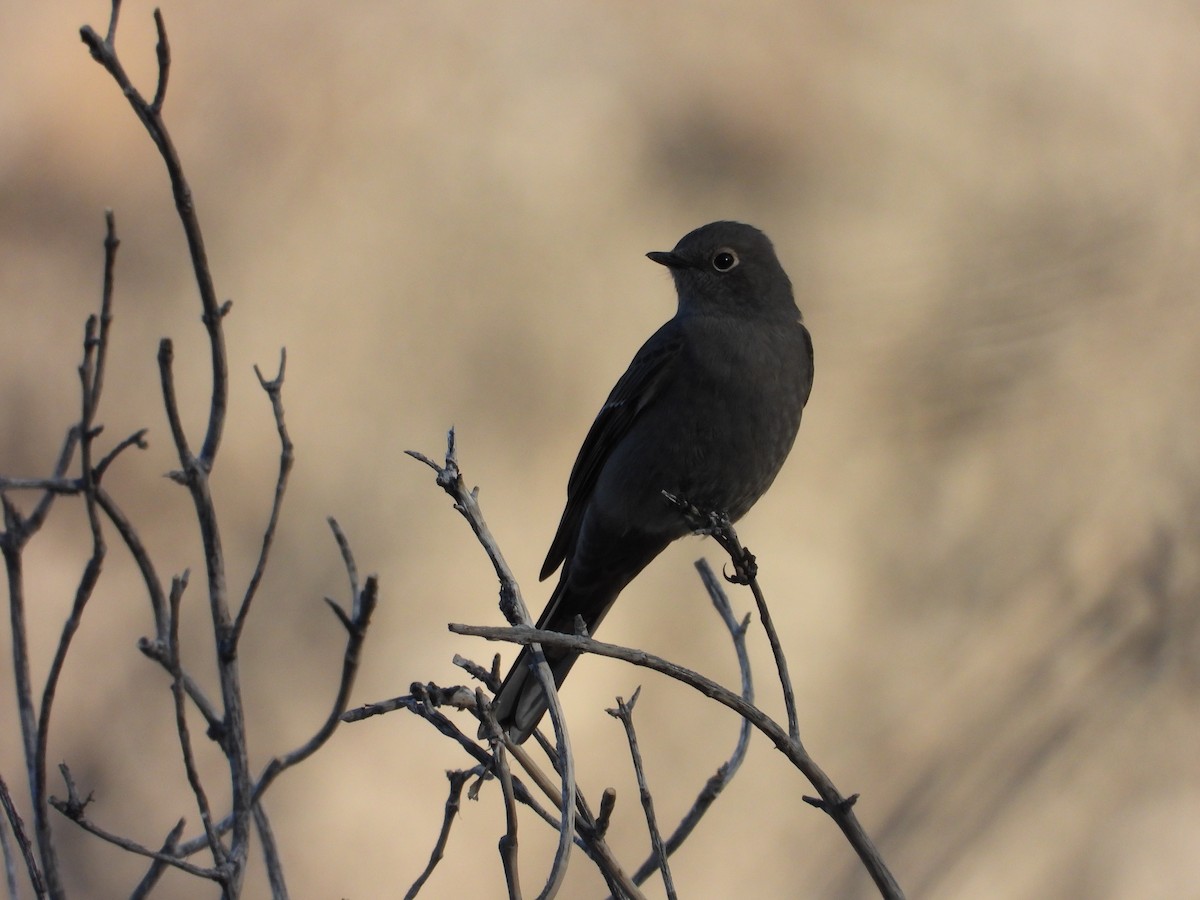 Townsend's Solitaire - ML644440304