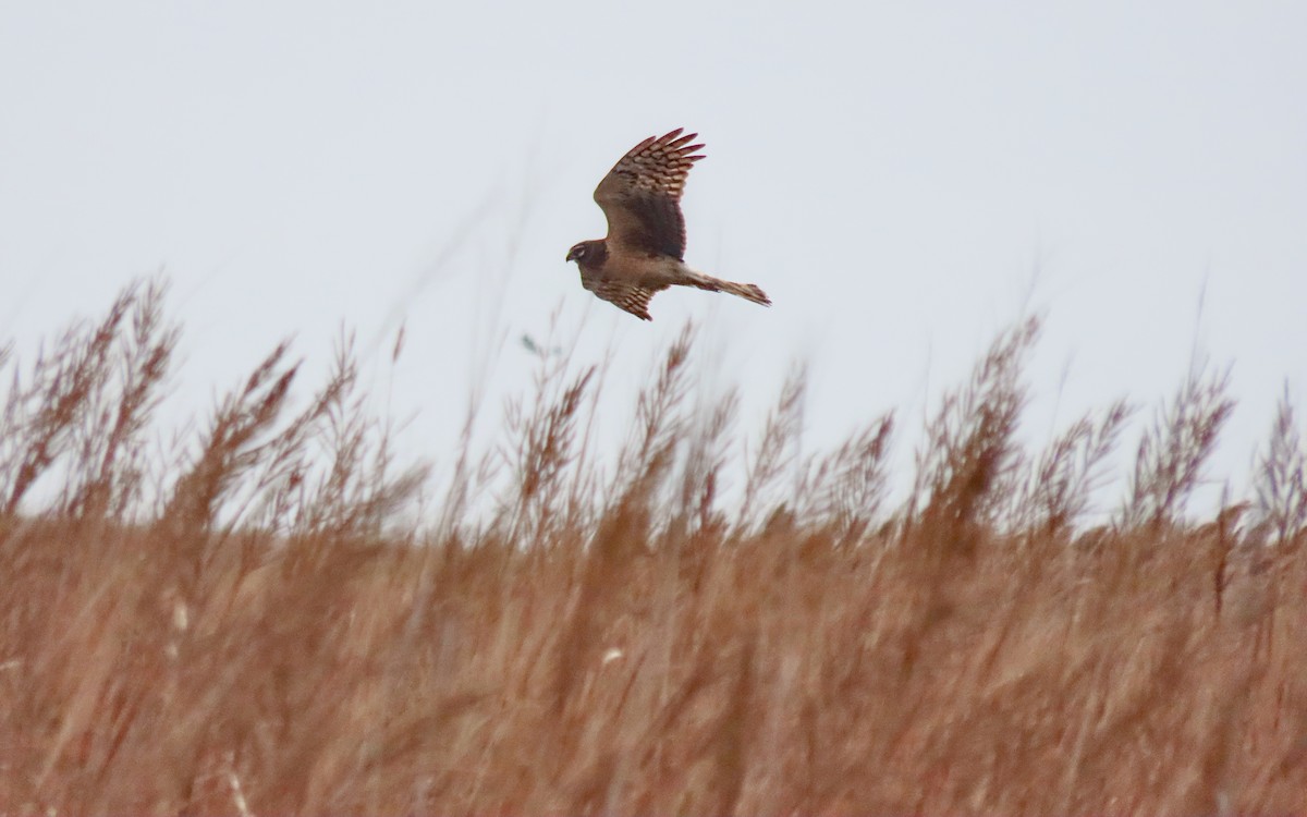 Aguilucho de Hudson - ML644440318