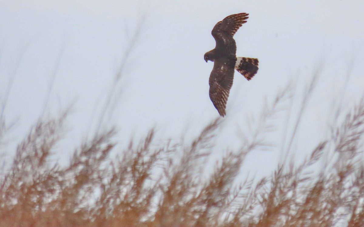 Aguilucho de Hudson - ML644440329