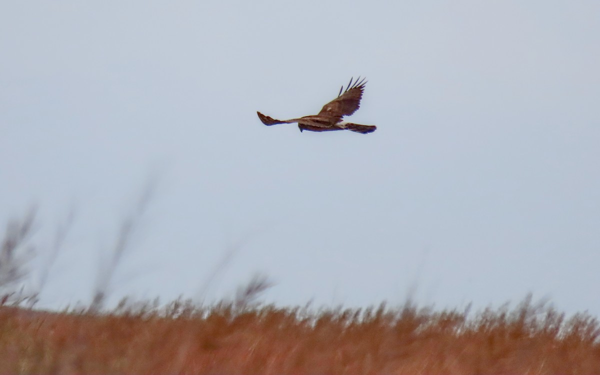 Aguilucho de Hudson - ML644440332