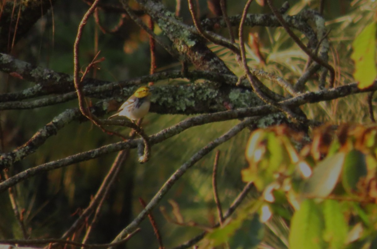 Golden-cheeked Warbler - ML644440334