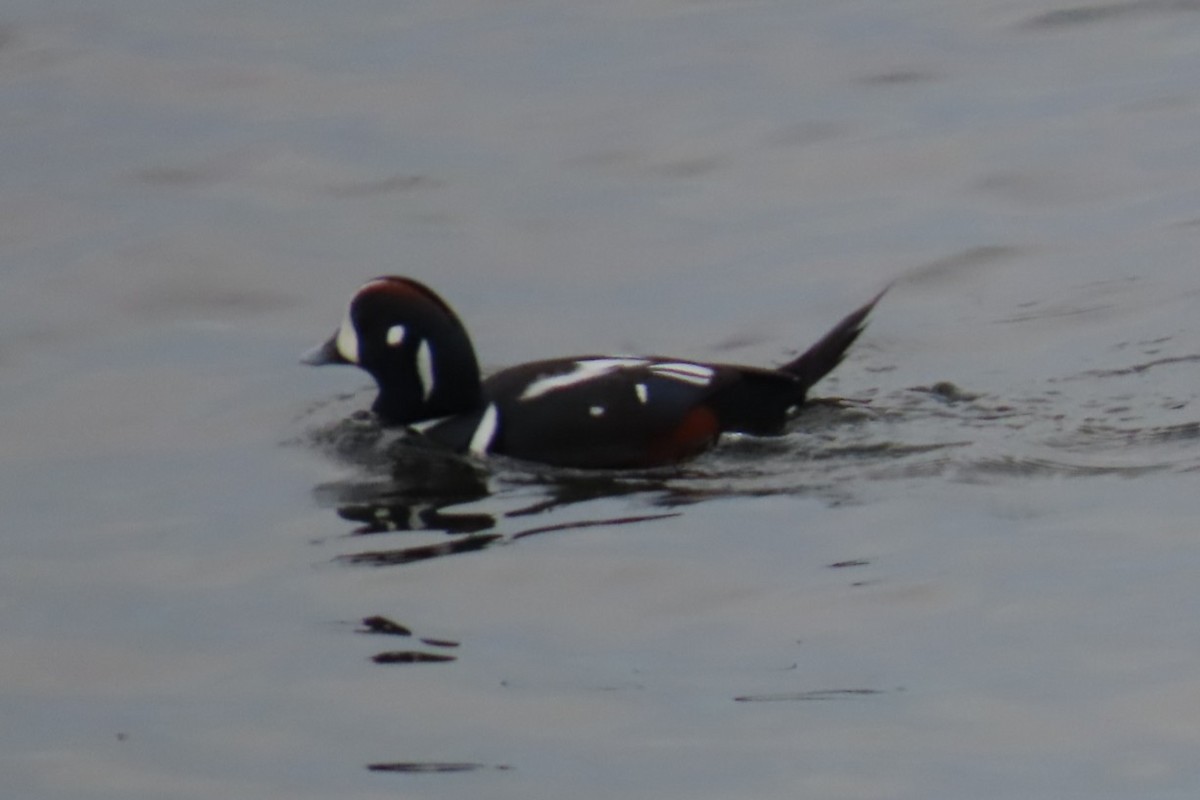 Harlequin Duck - ML644440342