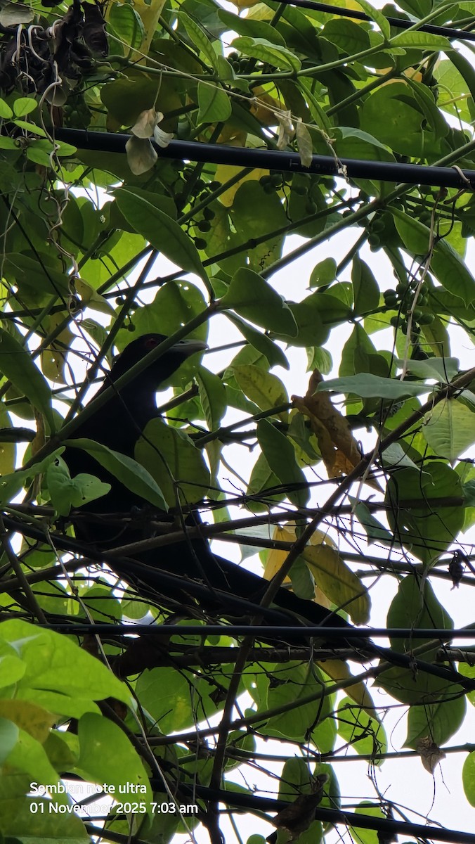 Asian Koel - ML644440343
