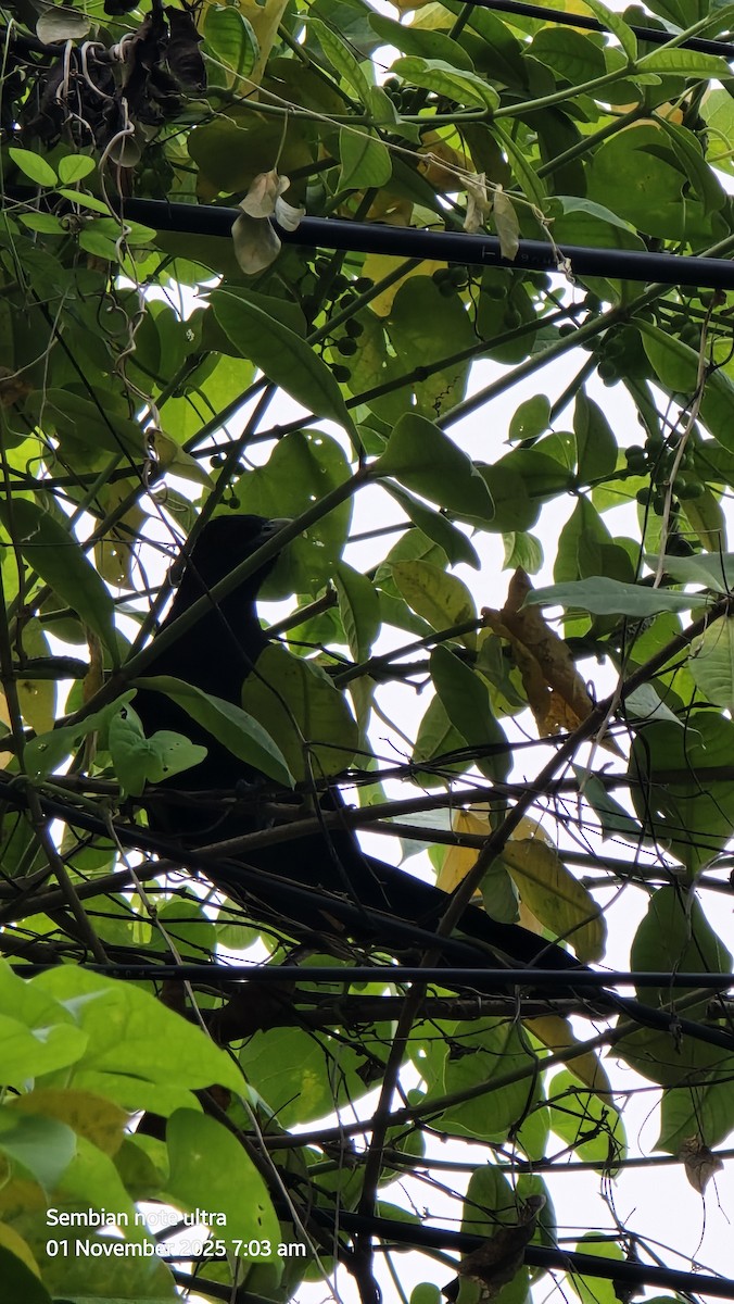 Asian Koel - ML644440344