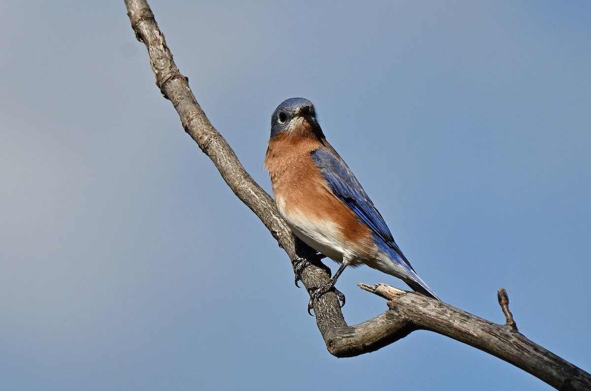Eastern Bluebird - ML644440354