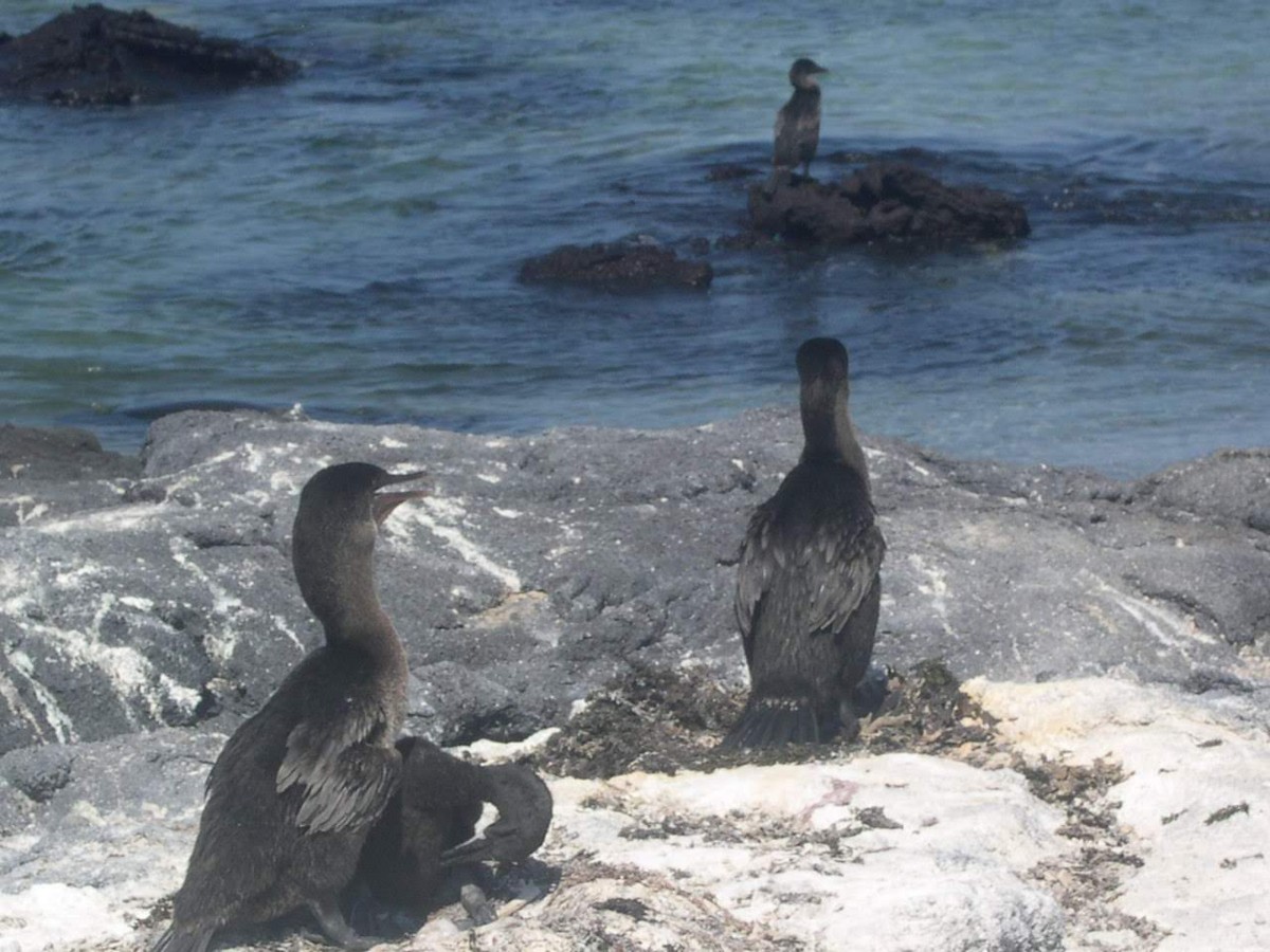 ガラパゴスバネウ - ML644440355