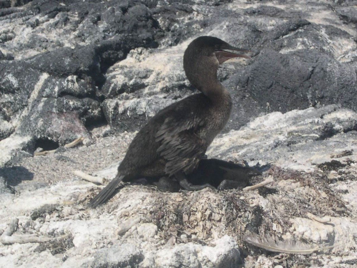 ガラパゴスバネウ - ML644440358