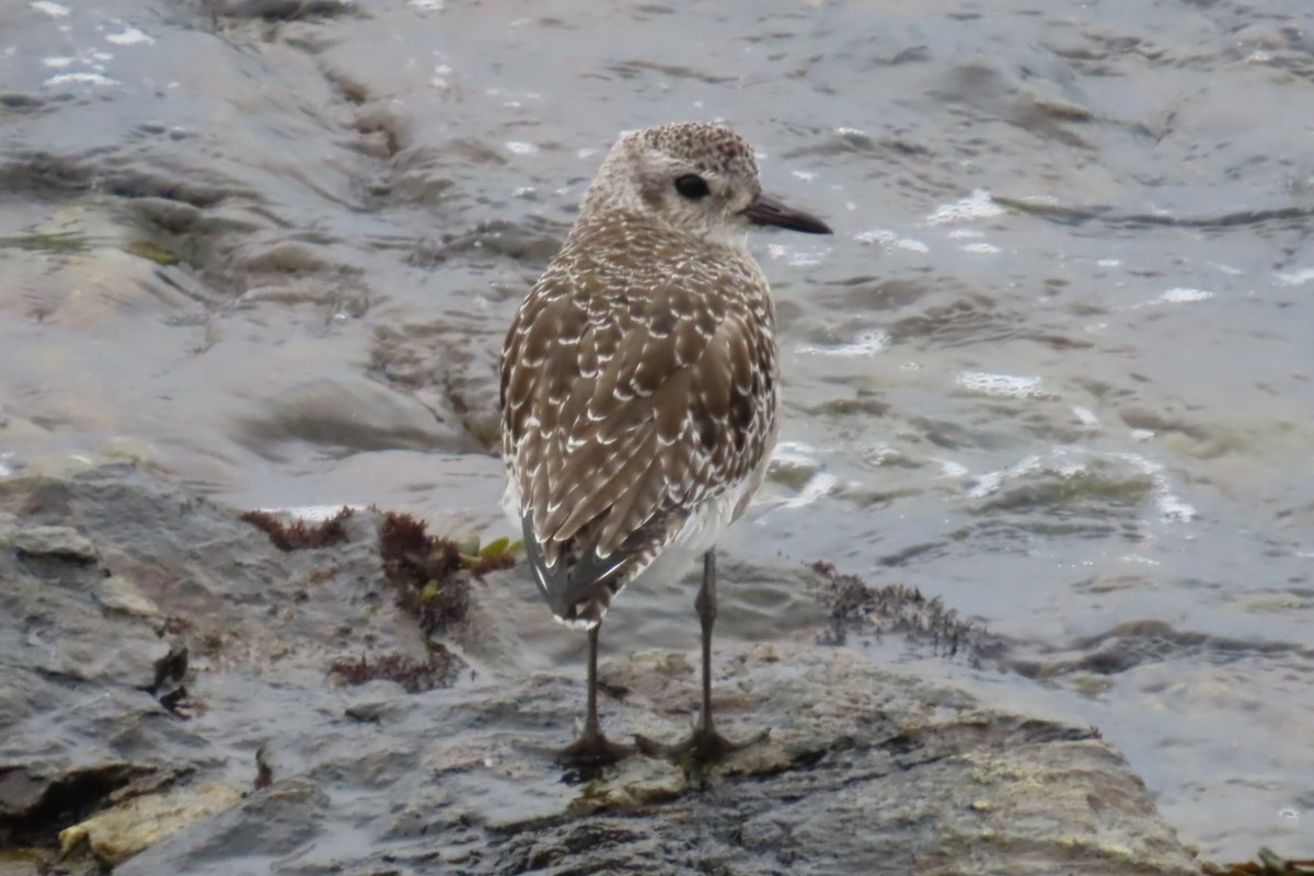 Pluvier argenté - ML644440360