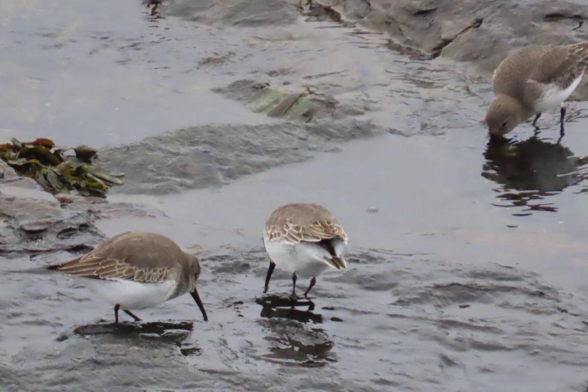 Alpenstrandläufer - ML644440381