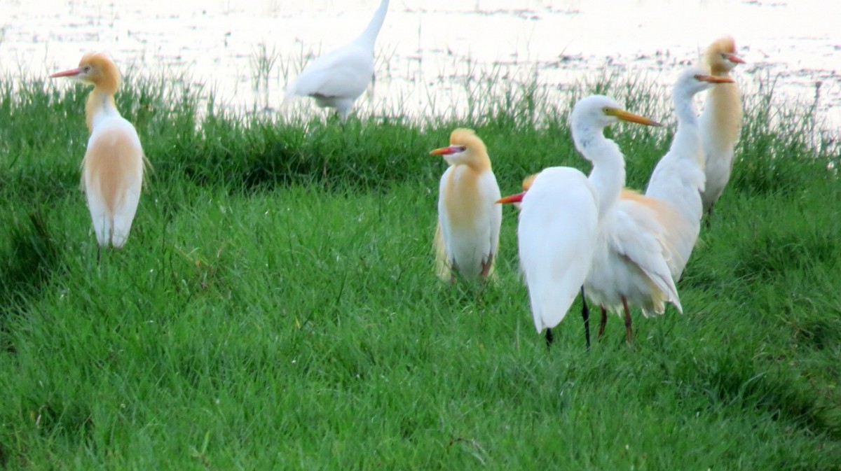 Eastern Cattle Egret - Sumesh PB