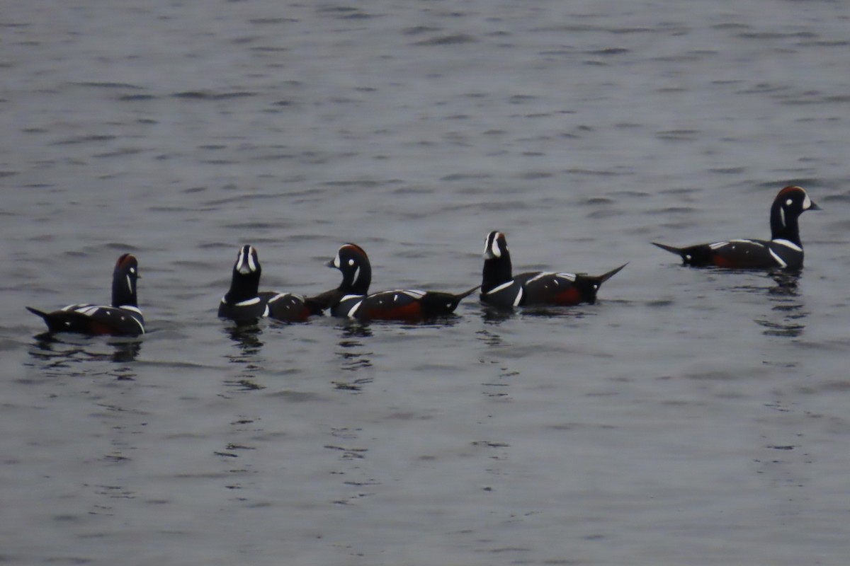 Harlequin Duck - ML644440410