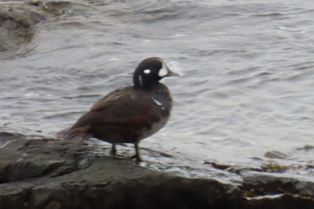 Harlequin Duck - ML644440419