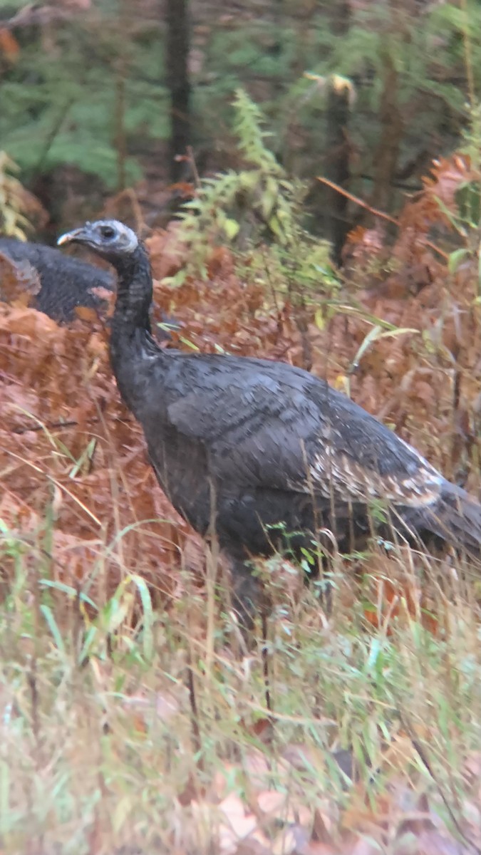 シチメンチョウ - ML644440464