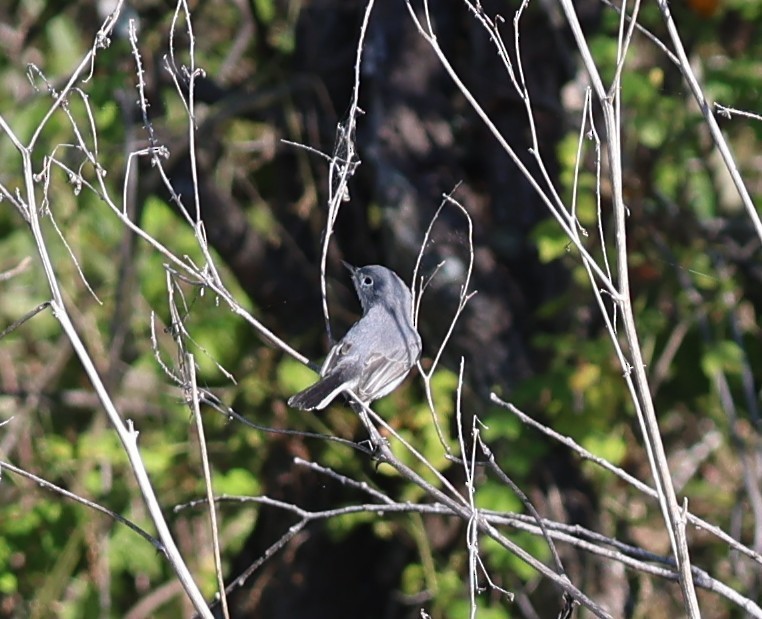 Perlita Grisilla - ML644440478