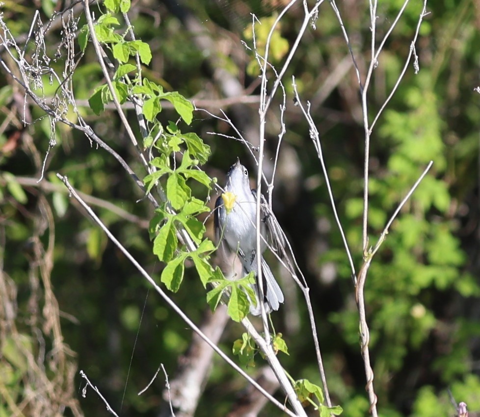 Perlita Grisilla - ML644440480