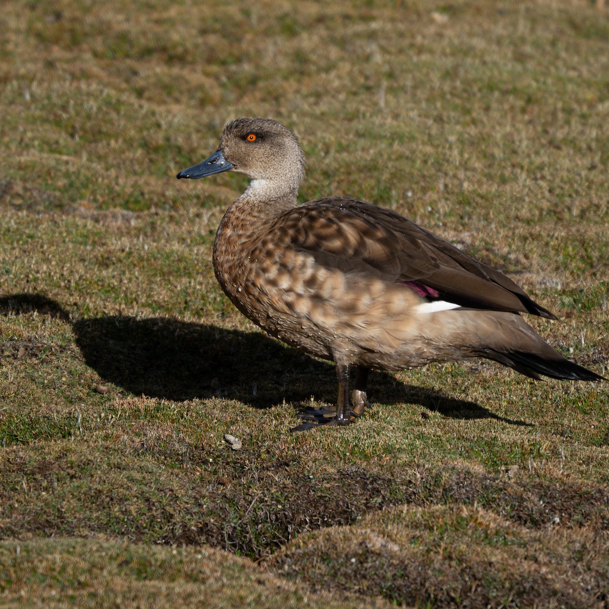 Crested Duck - ML644440489