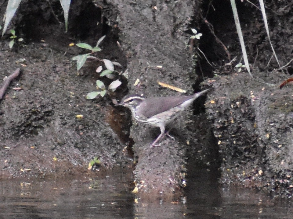Northern Waterthrush - ML644440502