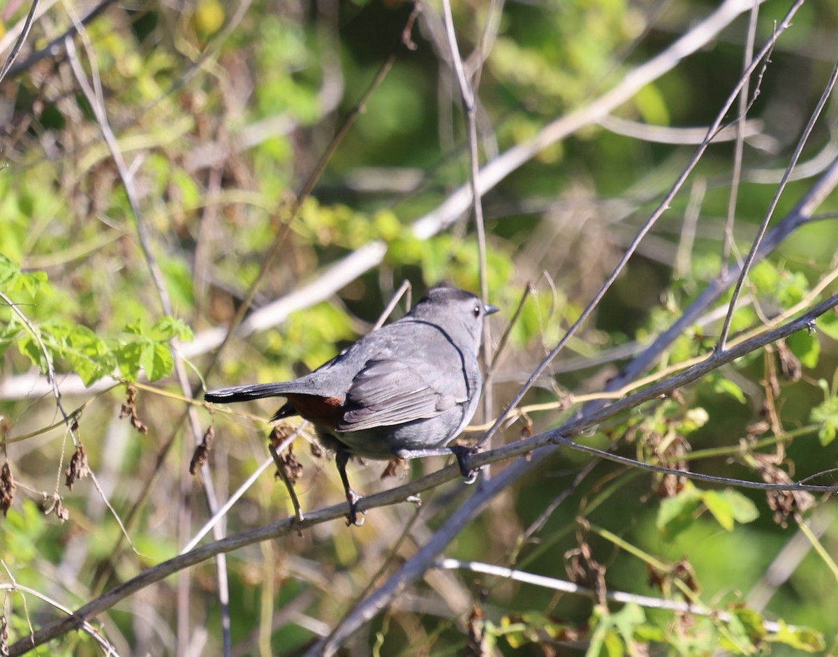 ימימן אמריקני - ML644440507