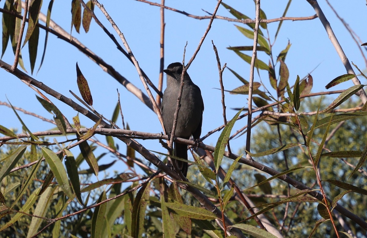 ימימן אמריקני - ML644440508