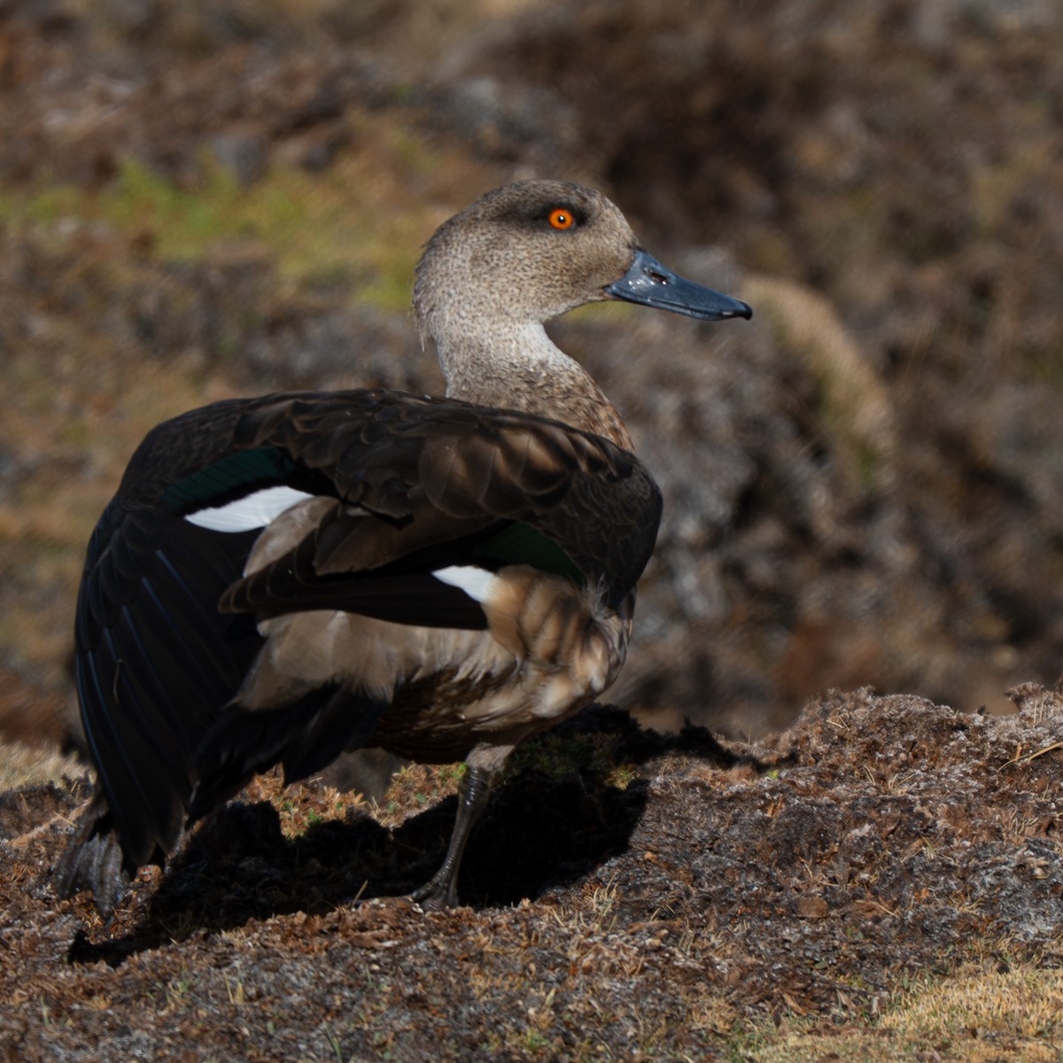 Crested Duck - ML644440513