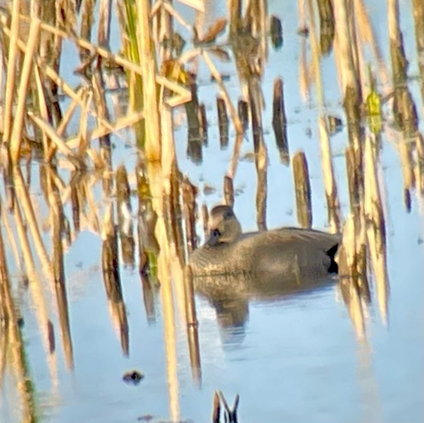 Нерозень - ML644440527