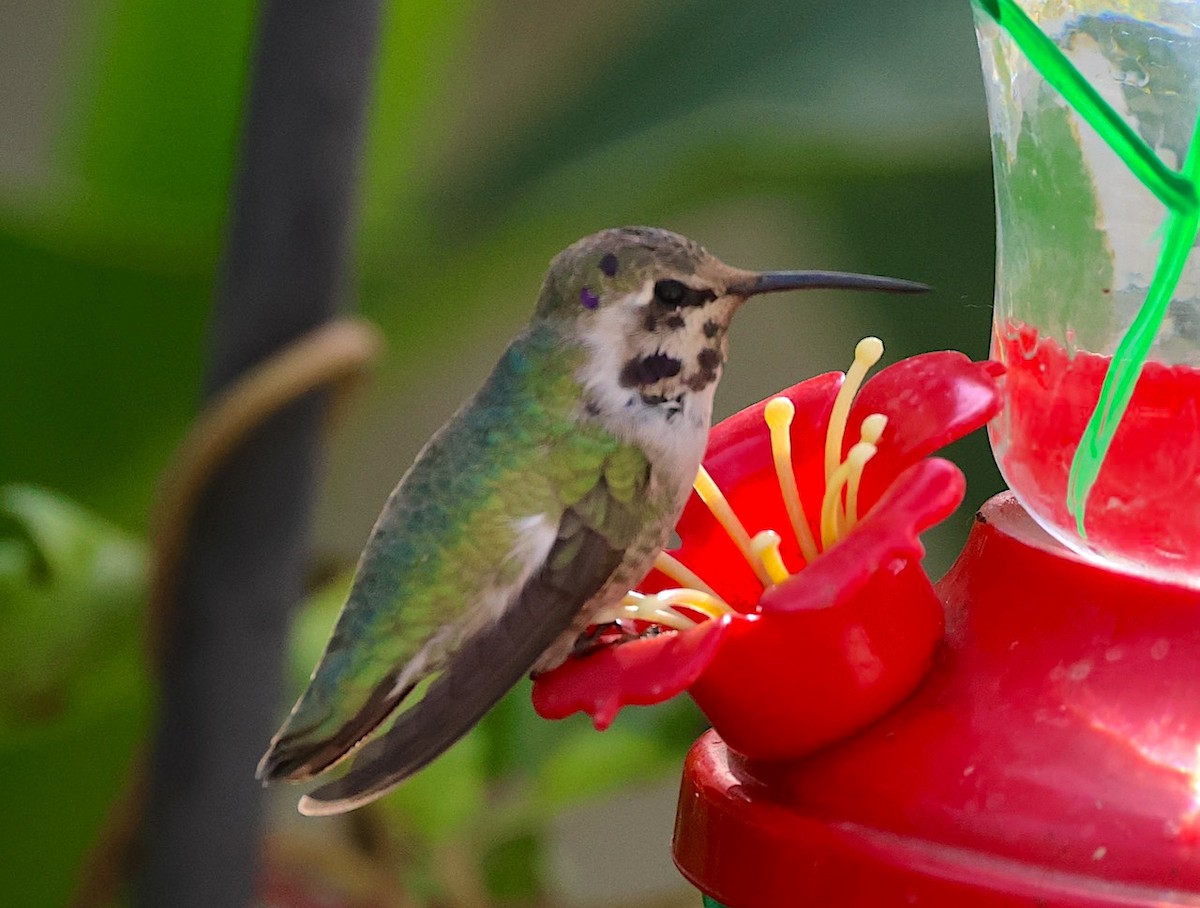 Costa's Hummingbird - ML644440536