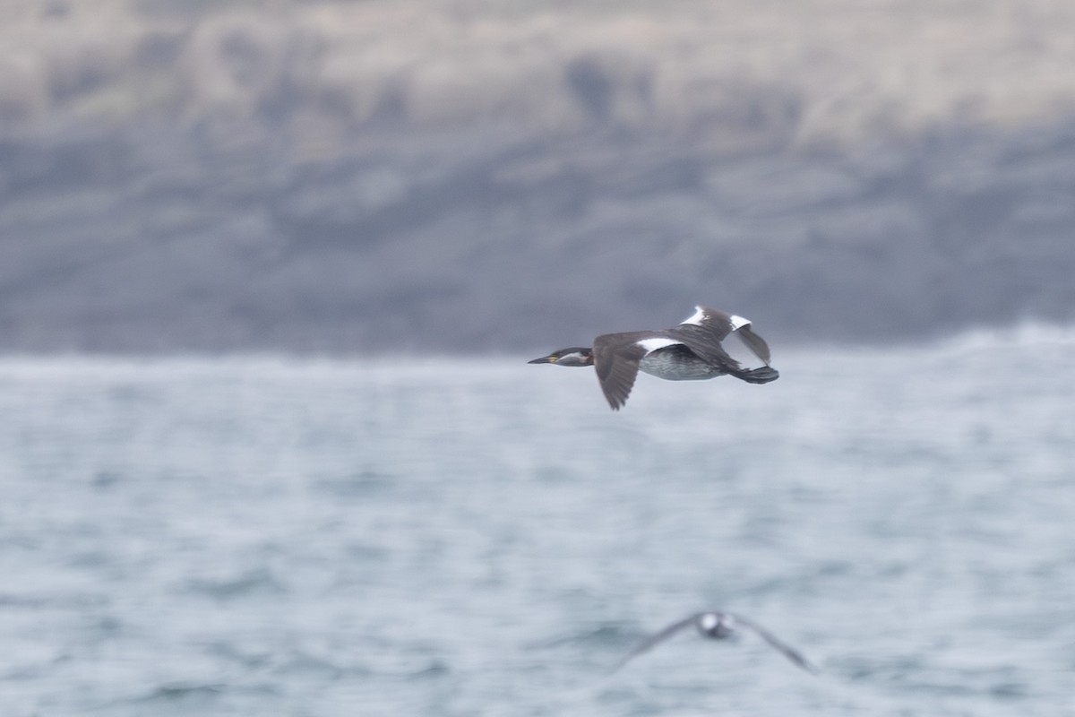 Somormujo Cuellirrojo - ML644440537