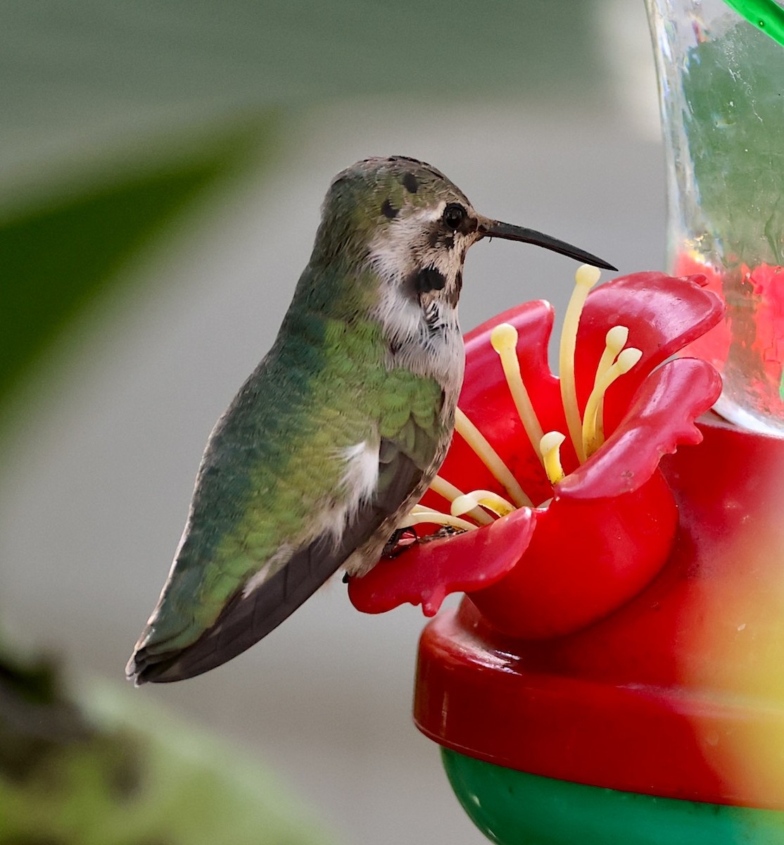 Costa's Hummingbird - ML644440540