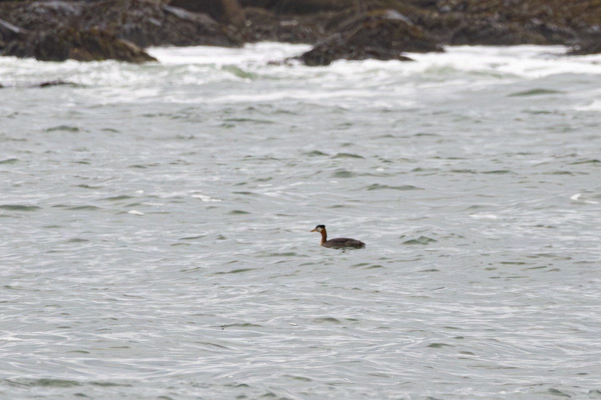 Somormujo Cuellirrojo - ML644440542