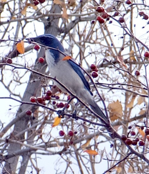 California Scrub-Jay - ML644440546