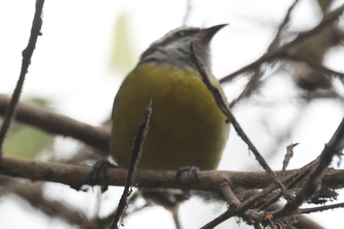 Bananaquit - ML644440551