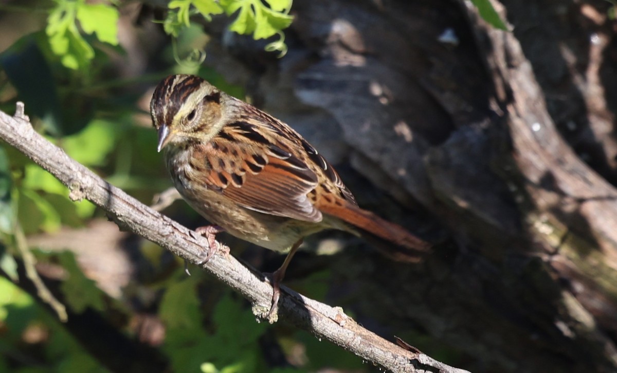 Swamp Sparrow - ML644440553