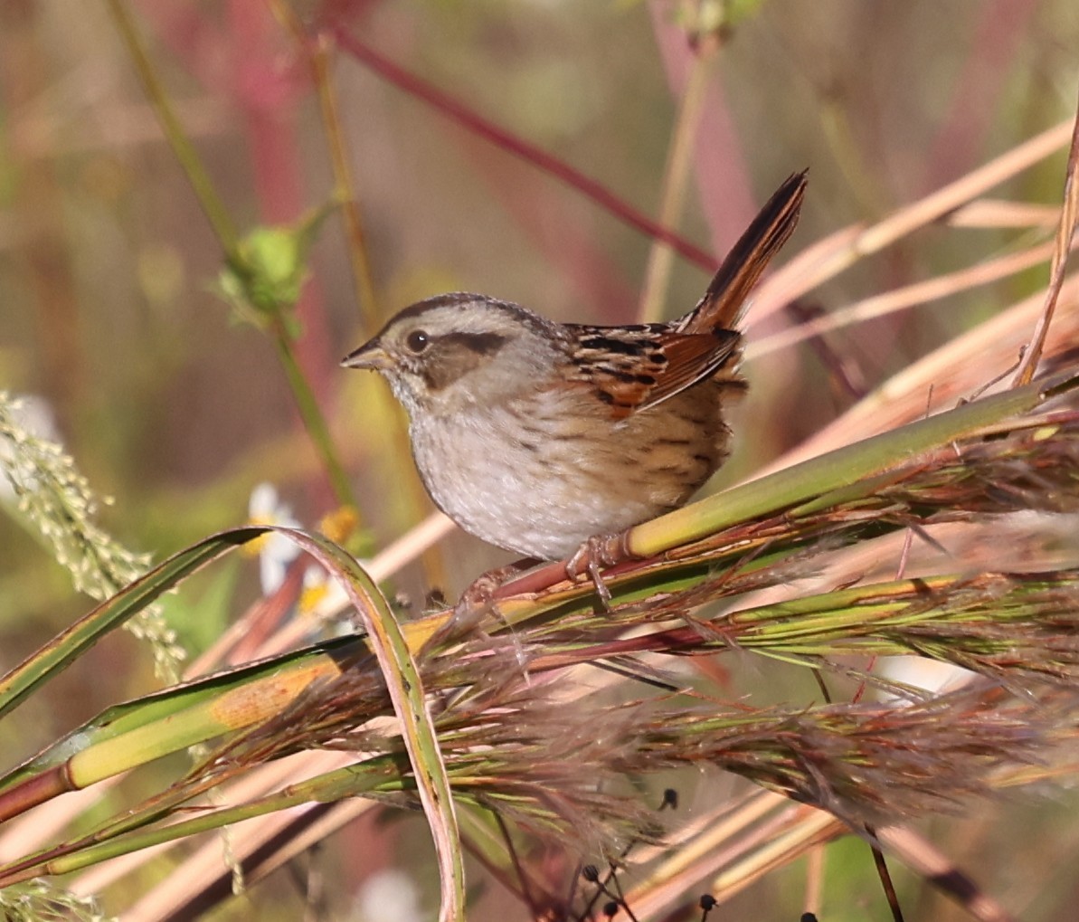 Swamp Sparrow - ML644440554