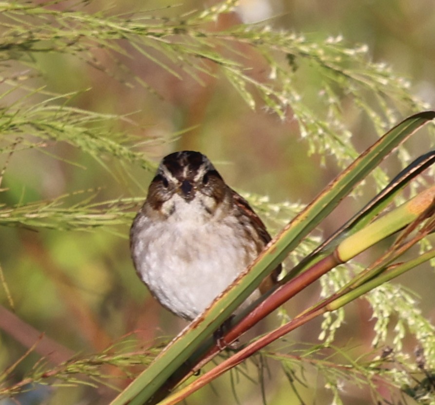 Swamp Sparrow - ML644440555