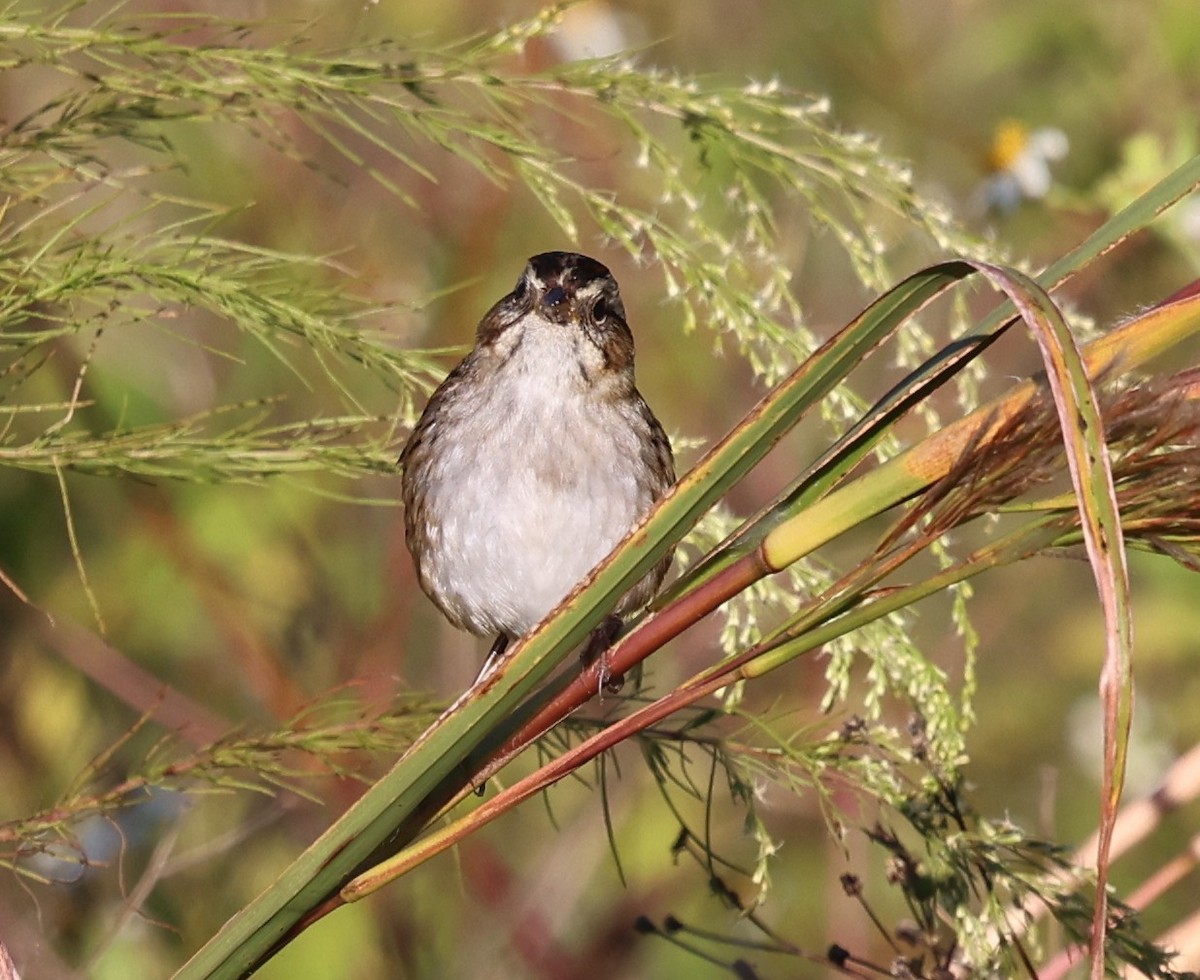 Swamp Sparrow - ML644440556