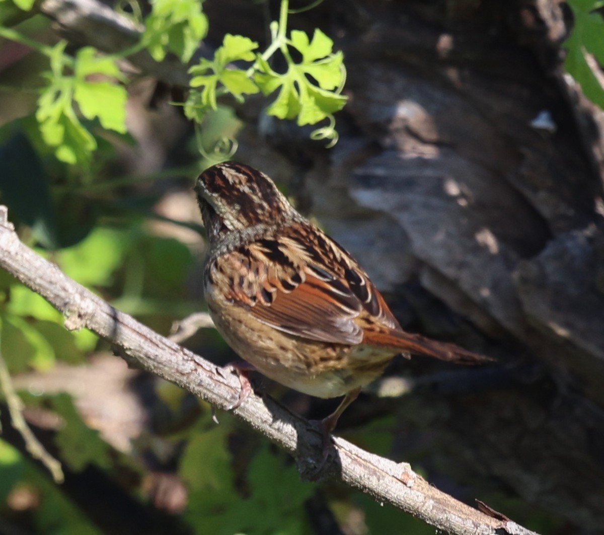 Swamp Sparrow - ML644440557